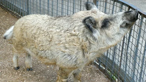 Gray boar in the zoo. Video stock 99069879