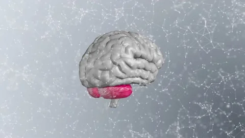 Gray Brain Plexus Video stock 154318863