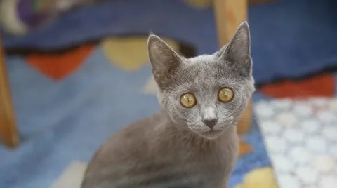 Gray british cat with bright yellow eyes looking at the camera. Stock Footage 48918400
