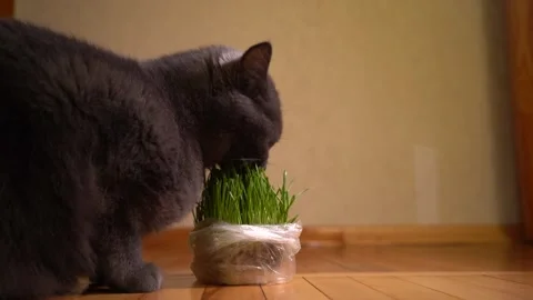 Gray British Cat Eating Fresh Green Grass Indoors Video stock 328323453