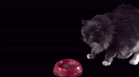 Gray British cat eats food Blood red bowls on a black background Stock Footage 56022299