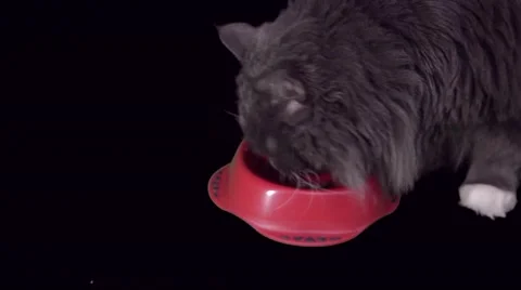 Gray British cat eats food Blood red bowls on a black background Stock Footage 56022302