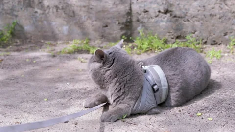 Gray British Cat on a Leash Basking in the Sun, Lying on Sand on Outdoors Stock Footage 193028099