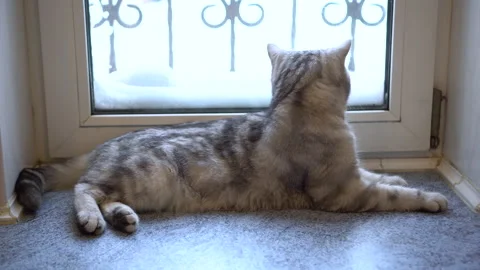 A gray British cat lies on the windowsill. Stock Footage 147156548