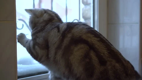 A gray British cat looks out the window. The cat is playing. Stock Footage 147154045