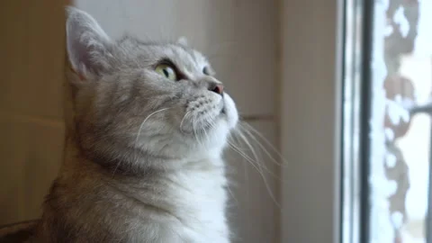 A gray British cat looks out the window close-up. Stockbeeldmateriaal 147156624