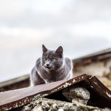 Gray british cat outdoors Stock Photos