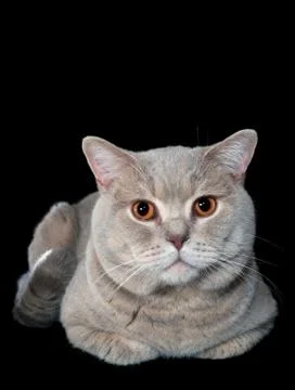 Gray British Cat Stock Photos
