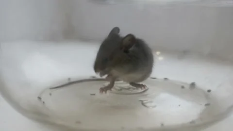 Gray british cat preys on a mouse. The mouse in the bank. Stock Footage 121511977