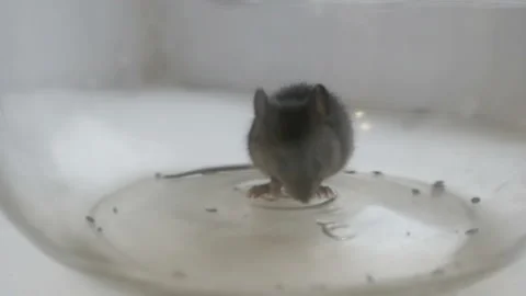 Gray british cat preys on a mouse. The mouse in the bank. Stock Footage 121512372