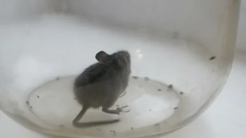 Gray british cat preys on a mouse. The mouse in the bank. Stock Footage 121512971