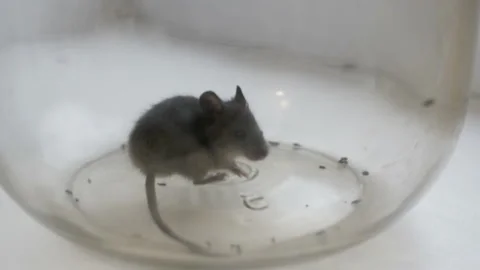 Gray british cat preys on a mouse. The mouse in the bank. Stock Footage 121513591