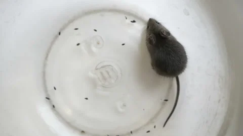 Gray british cat preys on a mouse. The mouse in the bank. Stock Footage 121513992