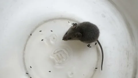 Gray british cat preys on a mouse. The mouse in the bank. Stock Footage 121514540