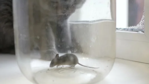 Gray british cat preys on a mouse. The mouse in the bank. Stock Footage 121515250