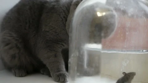 Gray british cat preys on a mouse. The mouse in the bank. Stock Footage 121515917