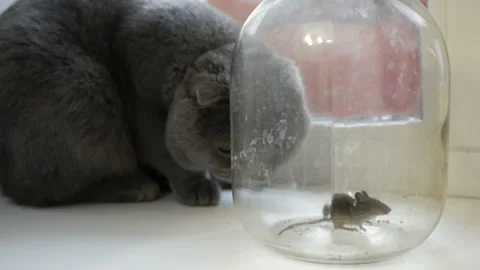 Gray british cat preys on a mouse. The mouse in the bank. Stock Footage 121516573