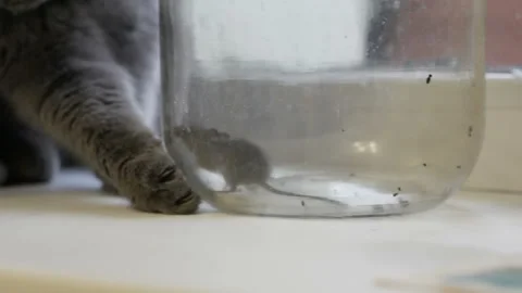 Gray british cat preys on a mouse. The mouse in the bank. Stock Footage 121517756