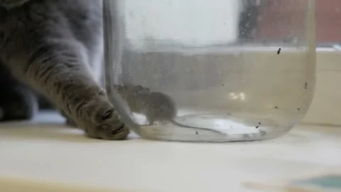 Gray british cat preys on a mouse. The mouse in the bank. Stock Footage 121518214