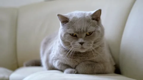 Gray British Cat Relaxing on Sofa Stock Footage 306777614
