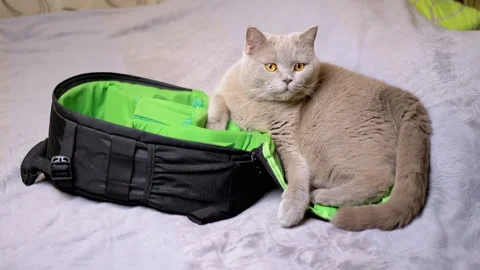 Gray British Cat Resting on Bed next to an Open Backpack in the Bedroom Stock Footage 263644324