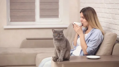 Gray british cat sits next to young beautiful girl Stock Footage 103113873