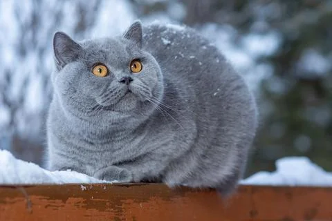 A gray British cat sits on the railing of a country house outdoors in frosty Stock Photos