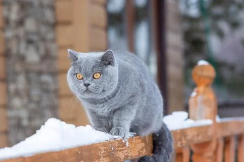 A gray British cat sits on the railing of a country house outdoors in frosty  Stock Photos
