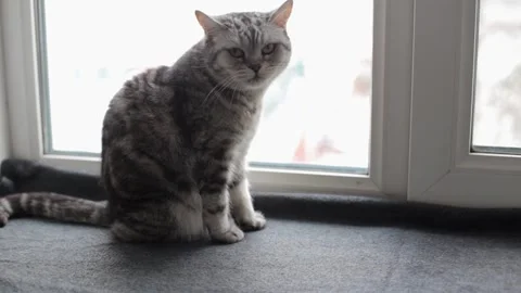 A gray British cat sits on the window and looks around. Beautiful cat sits on Stock Footage 229855725