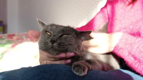Gray british cat sitting on hands. Woman with gray cat Stock Footage 171399144