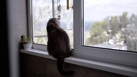 Gray British Cat Sitting on the Windowsill Looking Out the Window to the Street Video stock 262782897