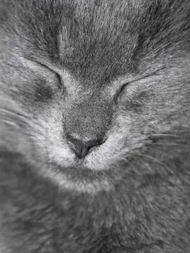 Gray british cat is sleeping Stock Photos
