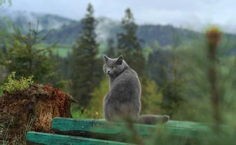 Gray british cat standing on table outdoor and looking at mountains Stock Photos
