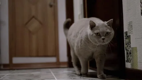 Gray British Cat Walking Down Hallway at Home Stock Footage 312010691
