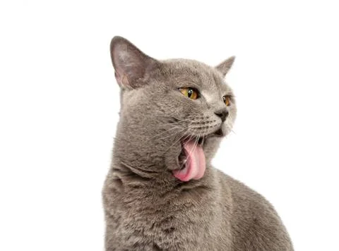 Gray british cat on the white background Foto stock