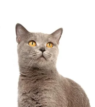 Gray british cat on the white background Stock Photos