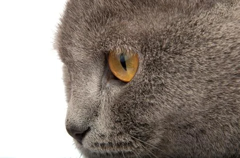 Gray british cat on the white background Foto stock