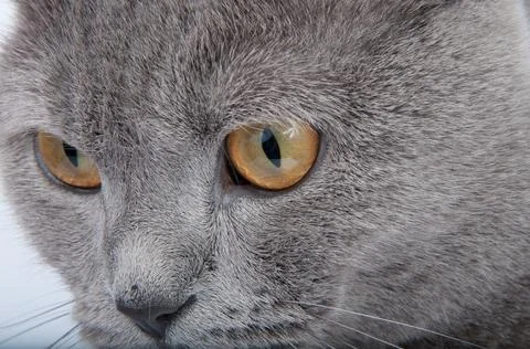 Gray british cat on the white background Stock Photos
