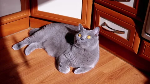 Gray British Fluffy Cat Lying Down on a Wooden Floor in the Rays of Sunlight. 4K Stock Footage 197572170