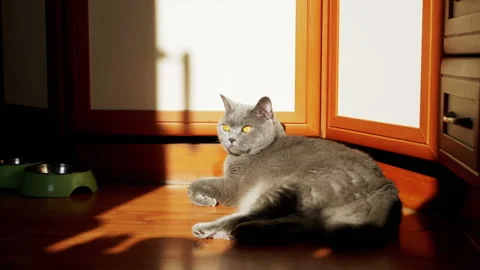 Gray British Fluffy Cat Lying Down on a Wooden Floor in the Rays of Sunlight. 4K Stock Footage 197578414