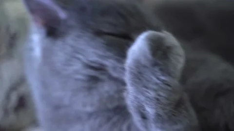 Gray British Home Cat Sit and Thoroughly, Quickly Washes Muzzle with Paws. Wash Video stock 151457973