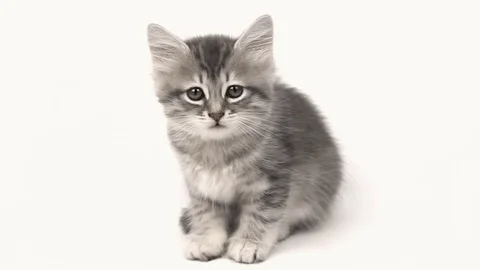 Gray British kitten Stock Footage 70229945