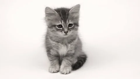 Gray British kitten Stock Footage 70230045