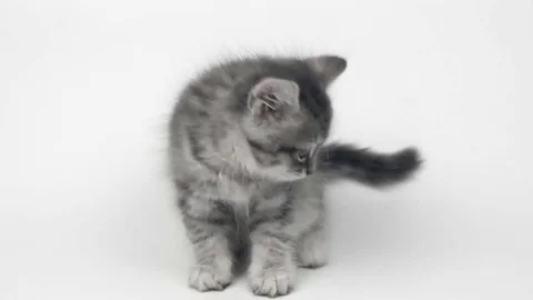 Gray British kitten Stock Footage 70230118