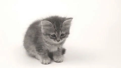 Gray British kitten Stock Footage 70230209