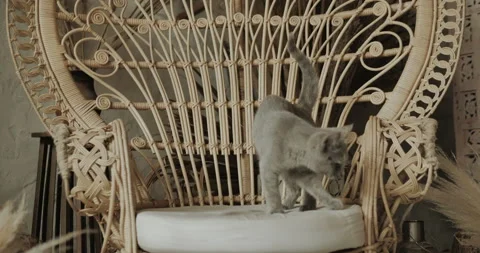 Gray British kitten planning to jump from chair to floor Stock Footage 157738299
