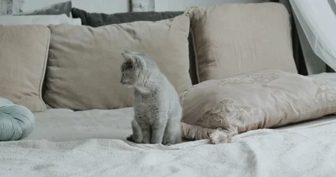 Gray British kitten sits Stock Footage 157738333
