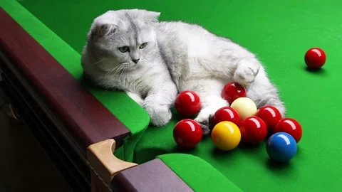 Gray British Short Hair Cat On The Snooker Table Slow-Motion Stock Footage