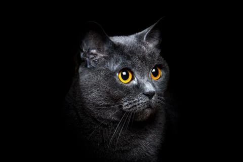 Gray British shorthair cat on a black background Stock Photos