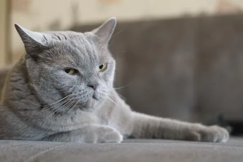 The gray British shorthair cat looks with a displeased look at the camera Stock Photos